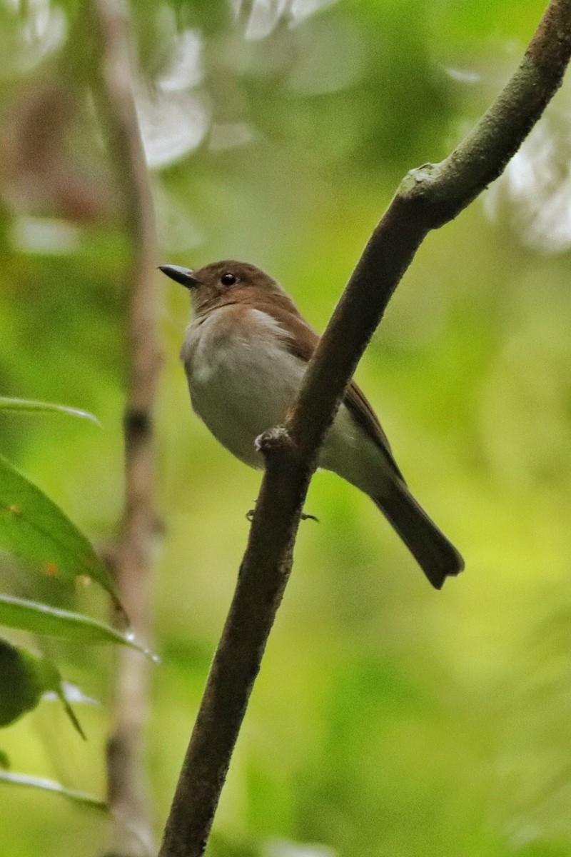 White-vented Whistler - ML627602048