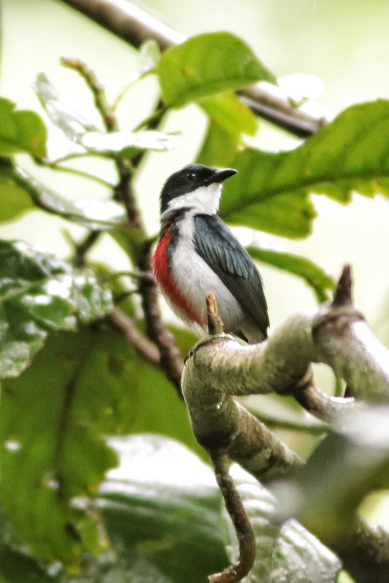 Black-belted Flowerpecker - ML627602053