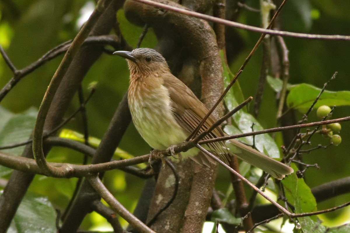 Visayan Bulbul - ML627602055