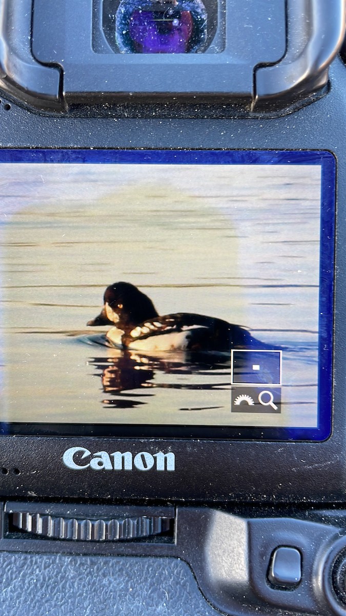 Barrow's Goldeneye - ML627602130