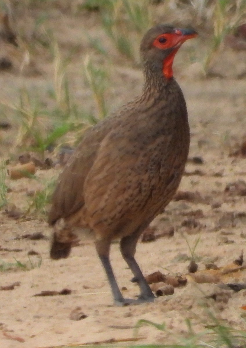 Swainson's Spurfowl - ML627602237