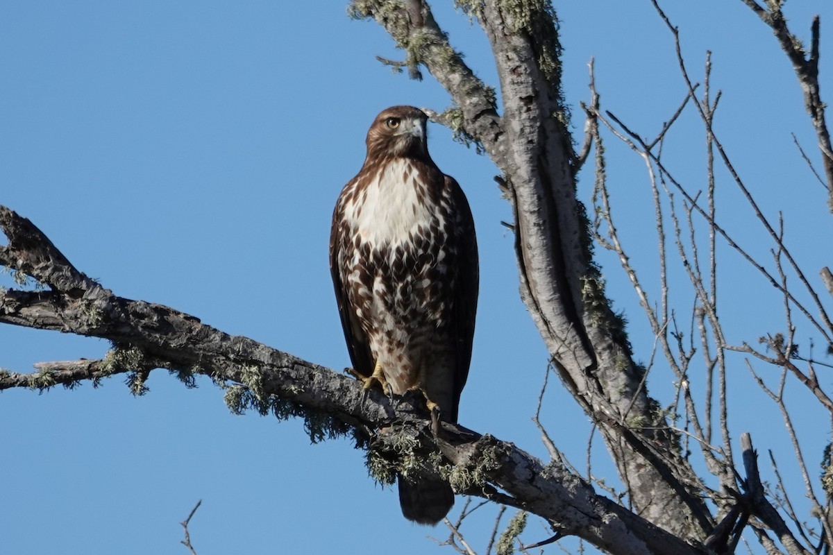 Red-tailed Hawk - ML627602344