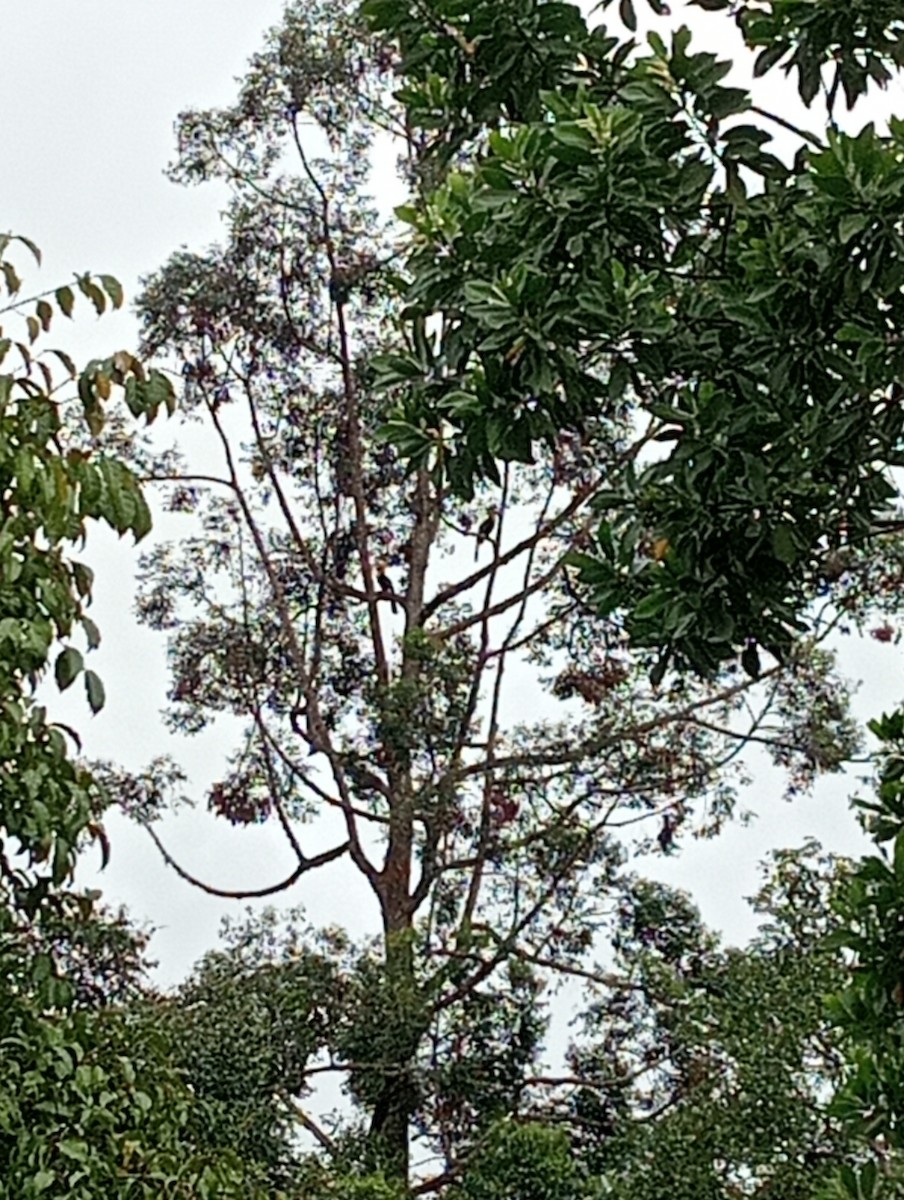 Great Hornbill - ML627602536