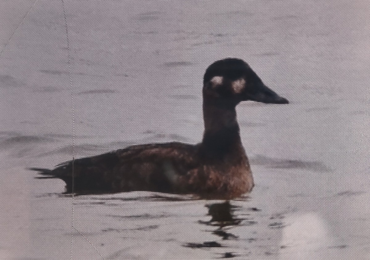 Surf Scoter - ML627602573