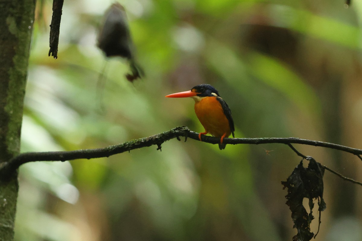 Moluccan Dwarf-Kingfisher - ML627602630