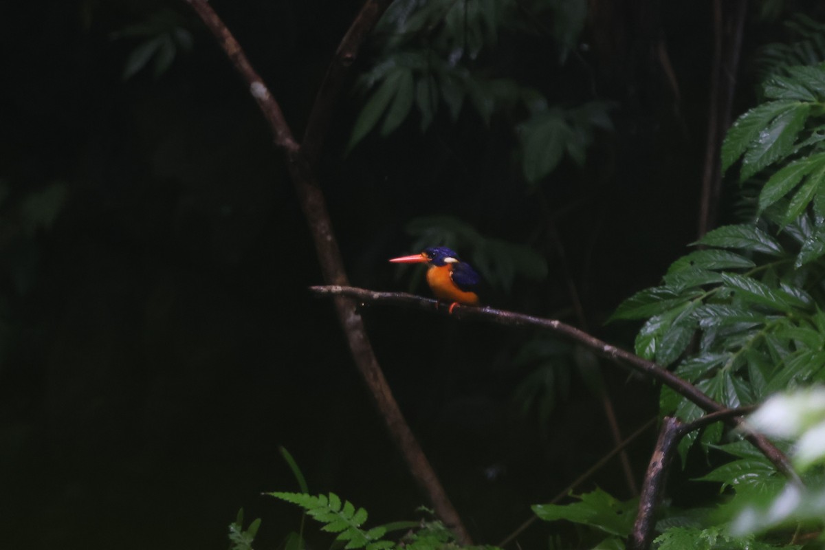 Moluccan Dwarf-Kingfisher - ML627602631