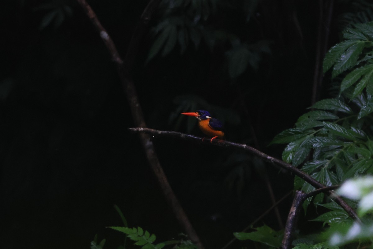 Moluccan Dwarf-Kingfisher - ML627602632