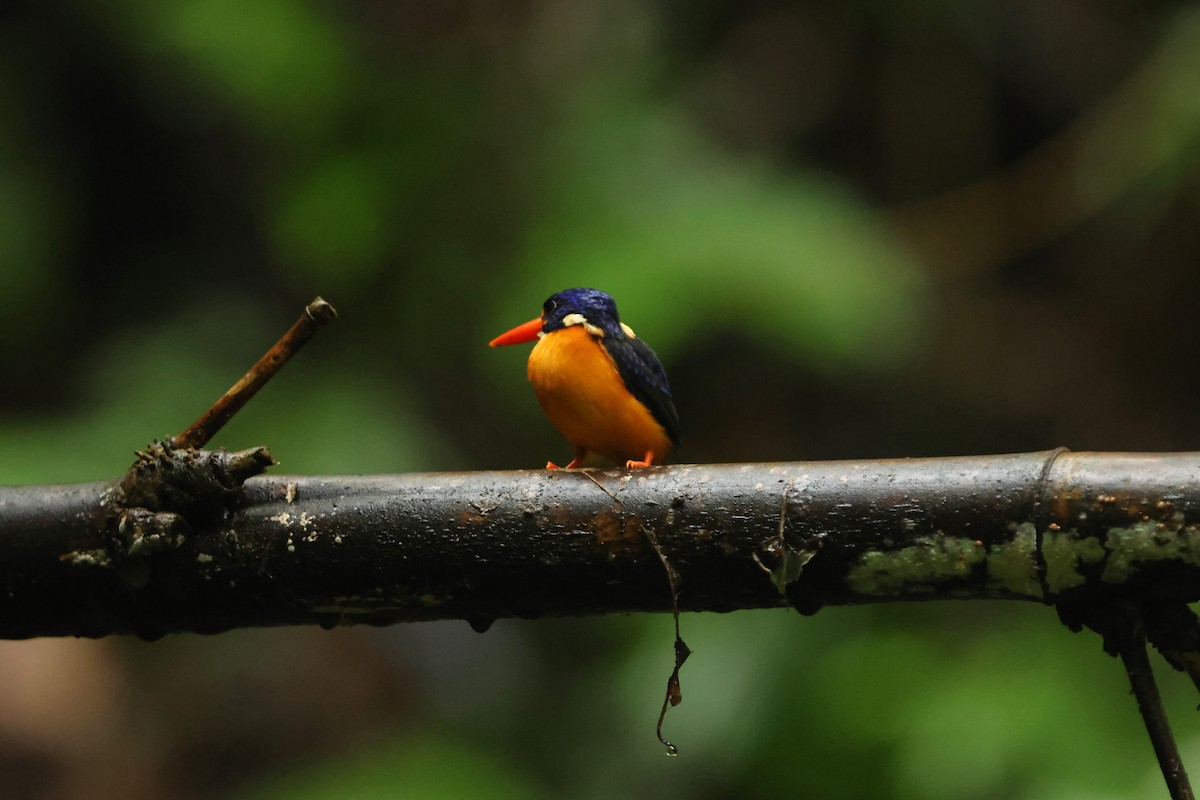 Moluccan Dwarf-Kingfisher - ML627602635