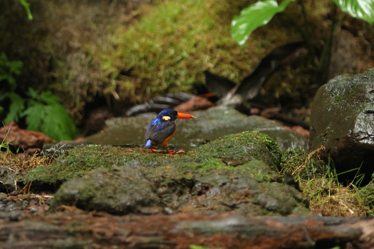 Moluccan Dwarf-Kingfisher - ML627602636