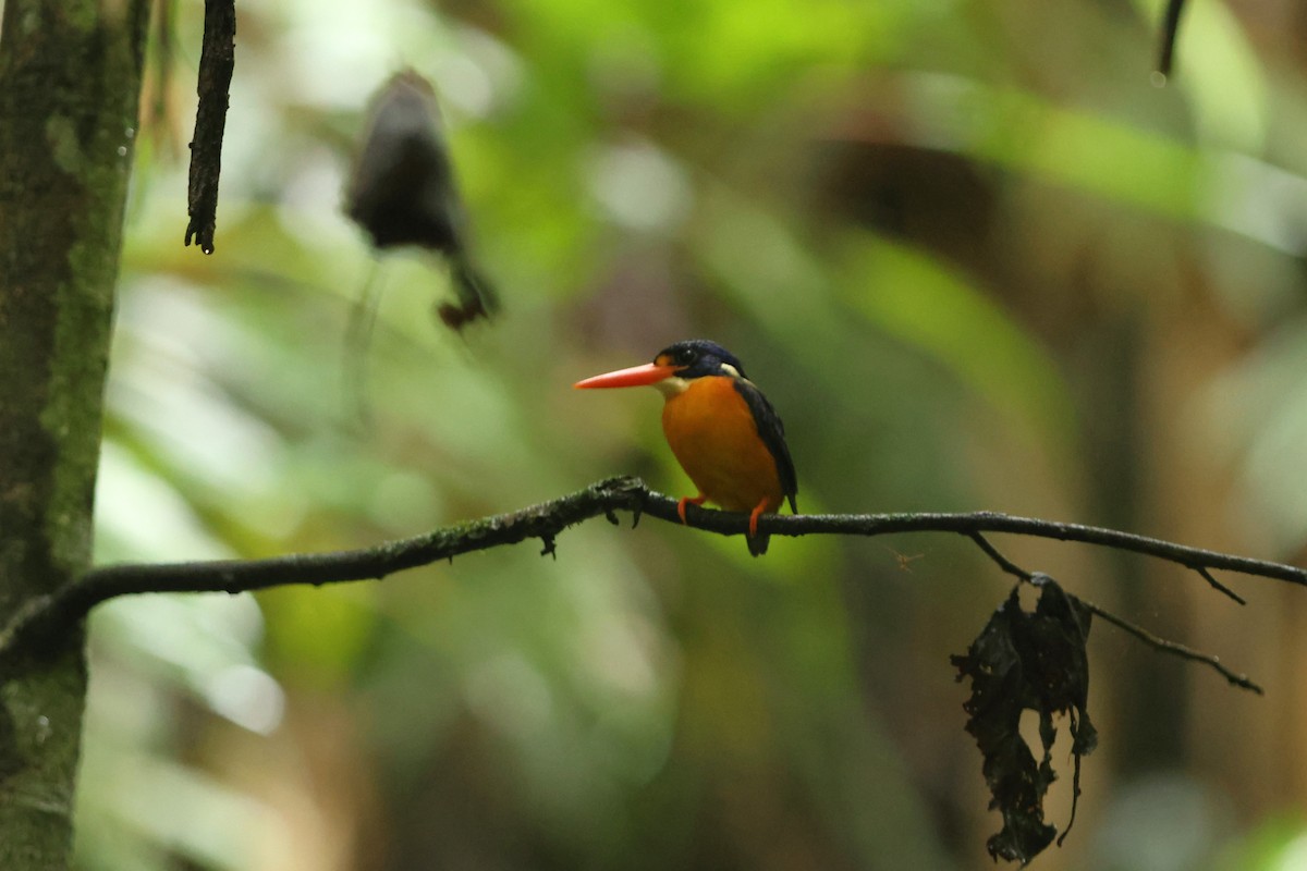 Moluccan Dwarf-Kingfisher - ML627602637