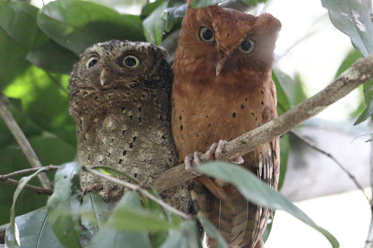 Sokoke Scops-Owl - ML627602655