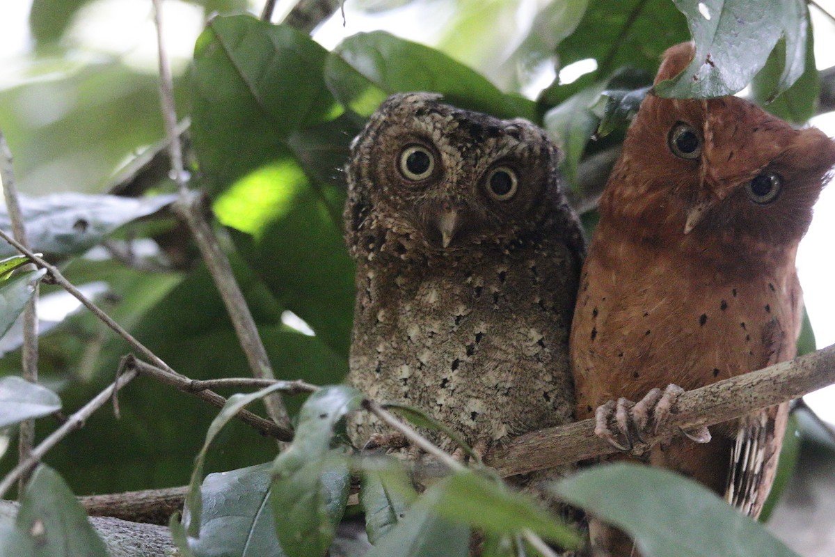 Sokoke Scops-Owl - ML627602656