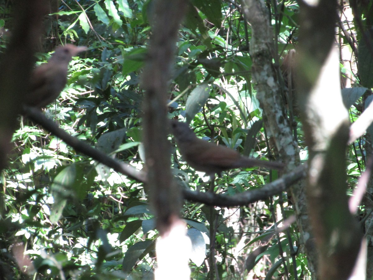 Pale-breasted Thrush - ML627602724