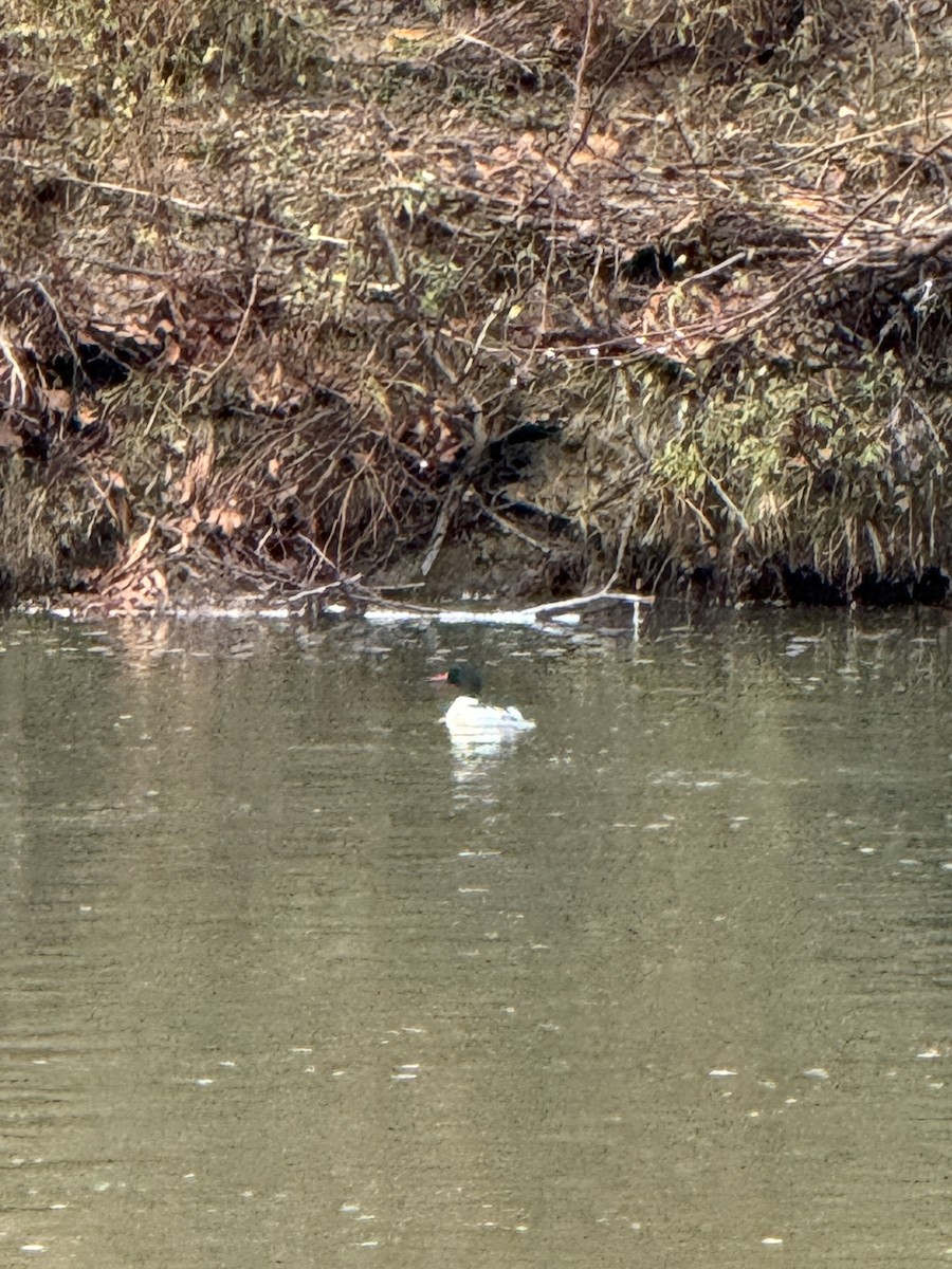 Common Merganser - ML627602738