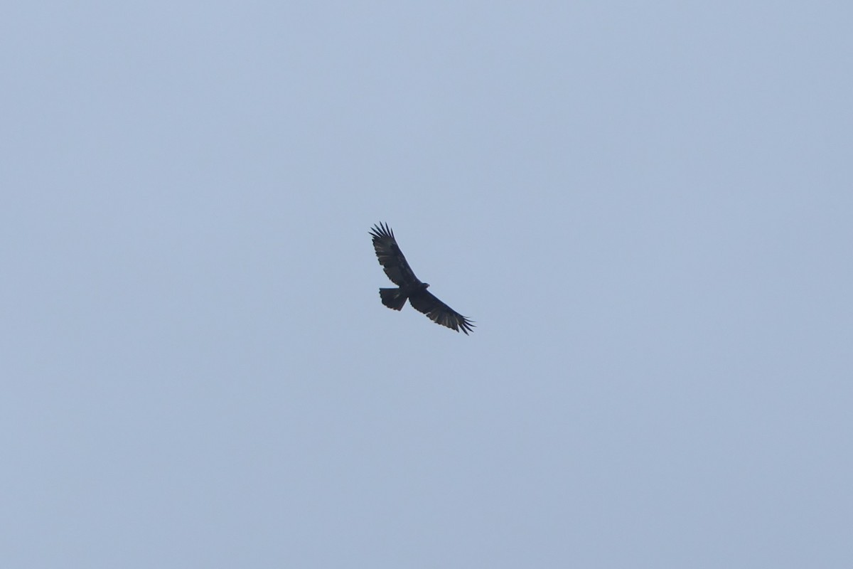 Gurney's Eagle - ML627602790