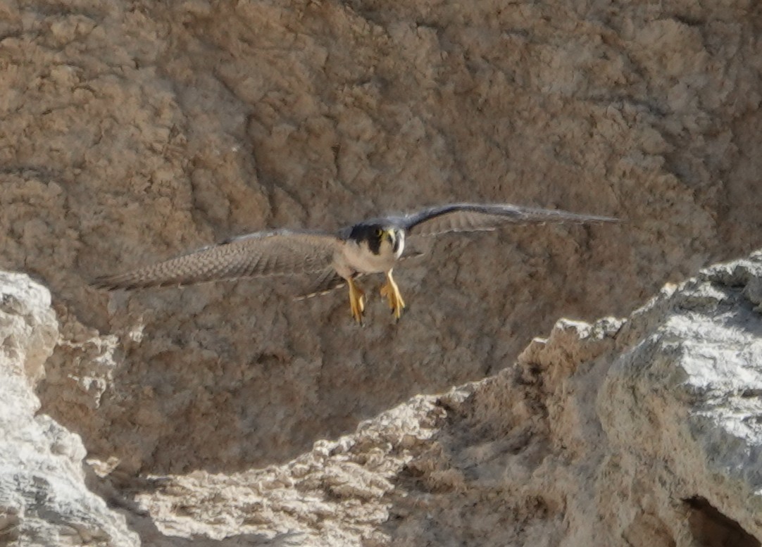 Peregrine Falcon - ML627602981