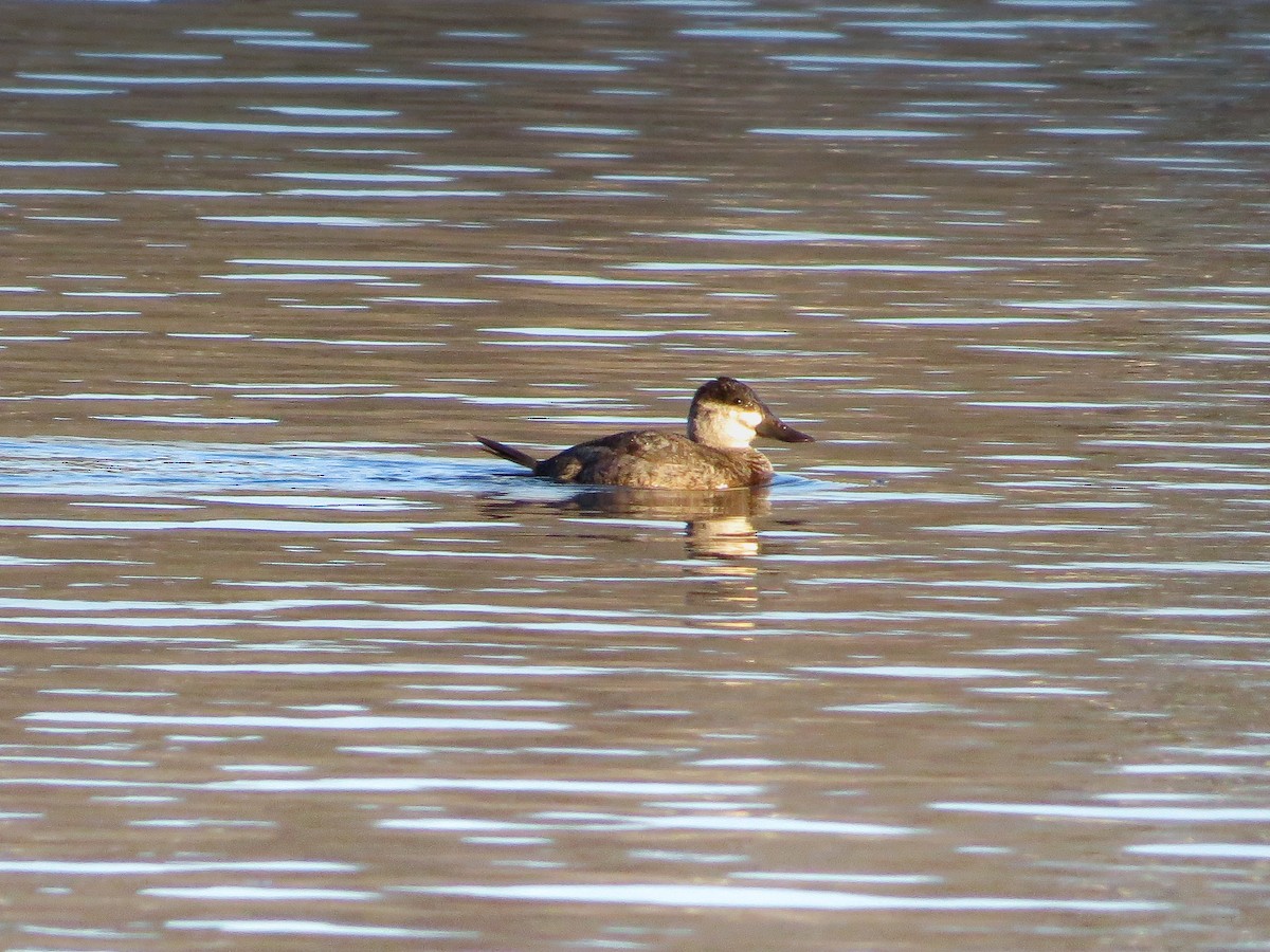 Ruddy Duck - ML627603020