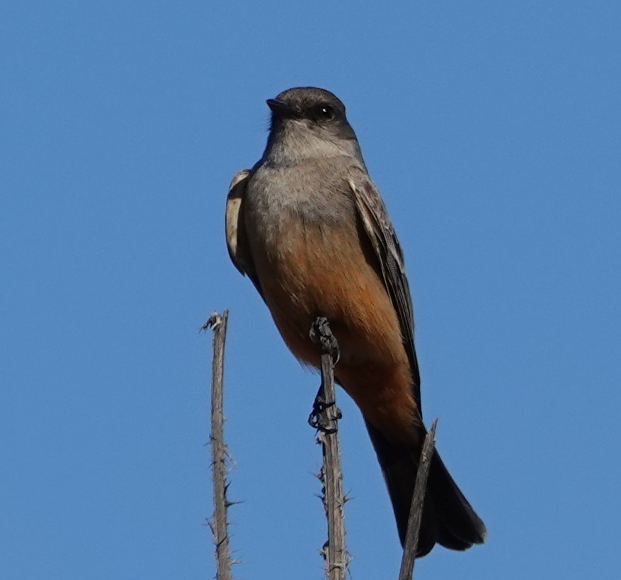 Say's Phoebe - ML627603041