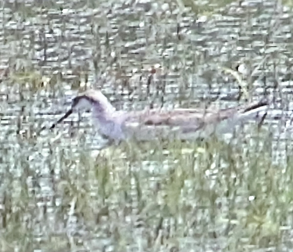 Wilson's Phalarope - ML627603060