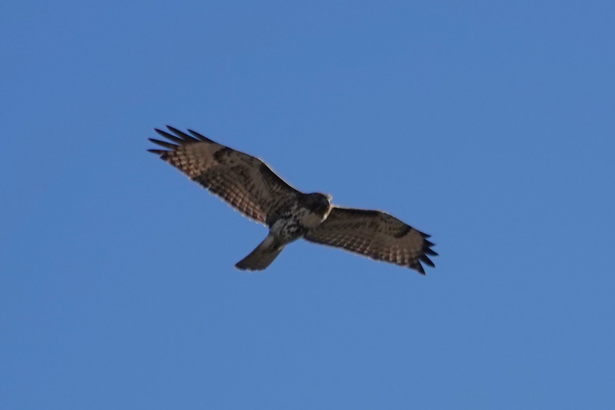 Red-tailed Hawk - ML627603085