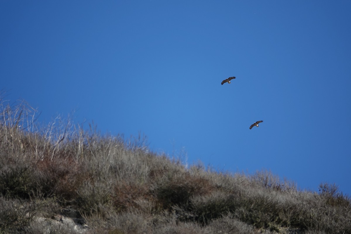 Red-tailed Hawk - ML627603097