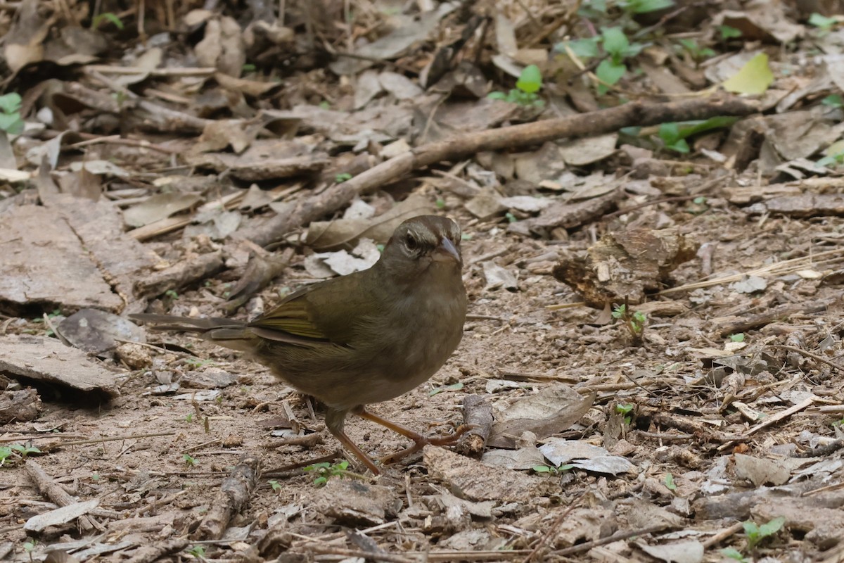 Olive Sparrow - ML627603158