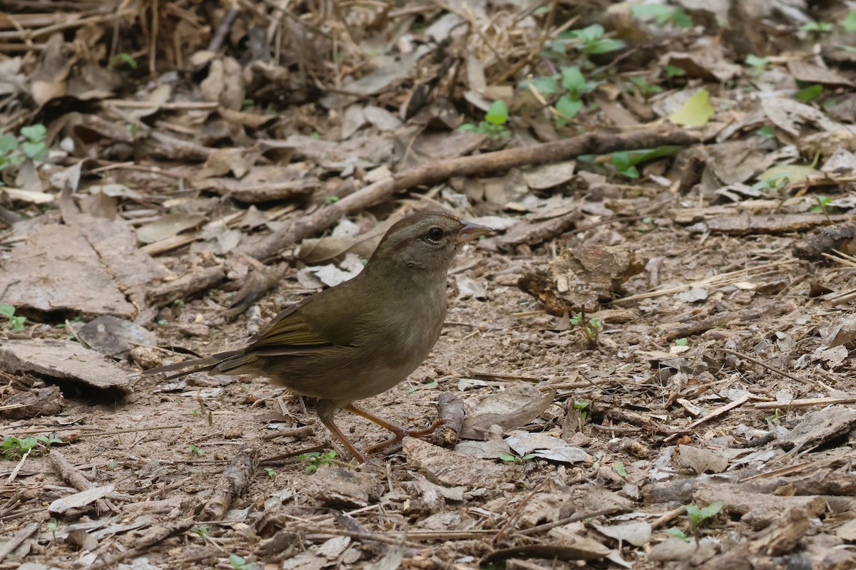 Olive Sparrow - ML627603159