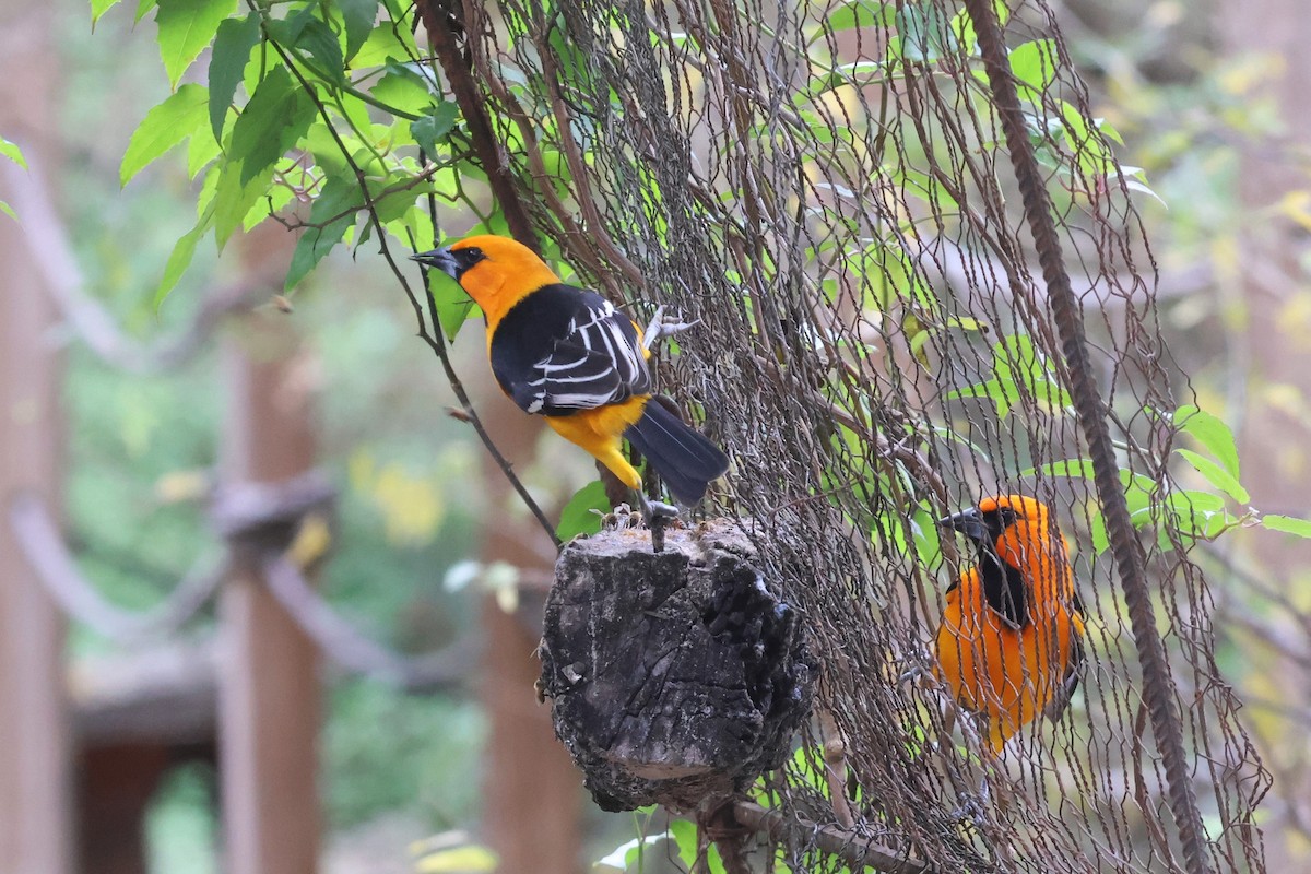 Altamira Oriole - ML627603169