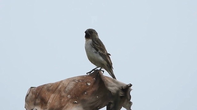 Chestnut-throated Seedeater - ML627603209