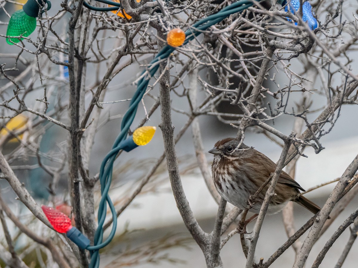 Song Sparrow - ML627603211