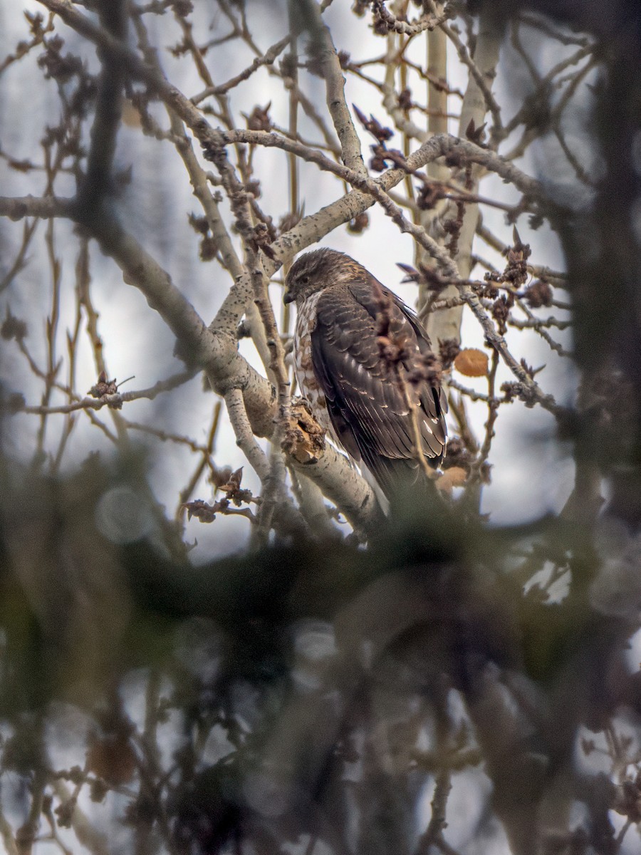 Sharp-shinned Hawk - ML627603246