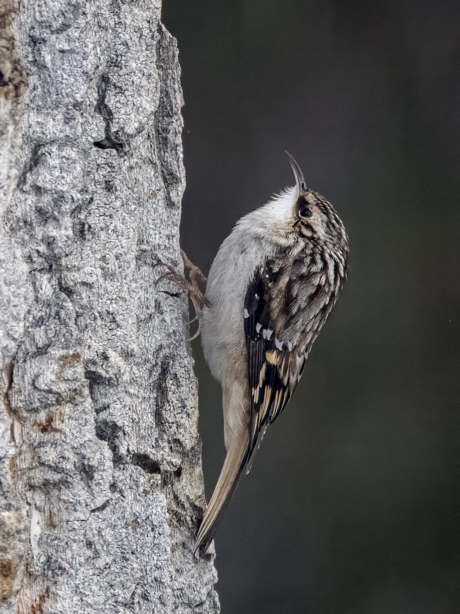 Brown Creeper - ML627603260