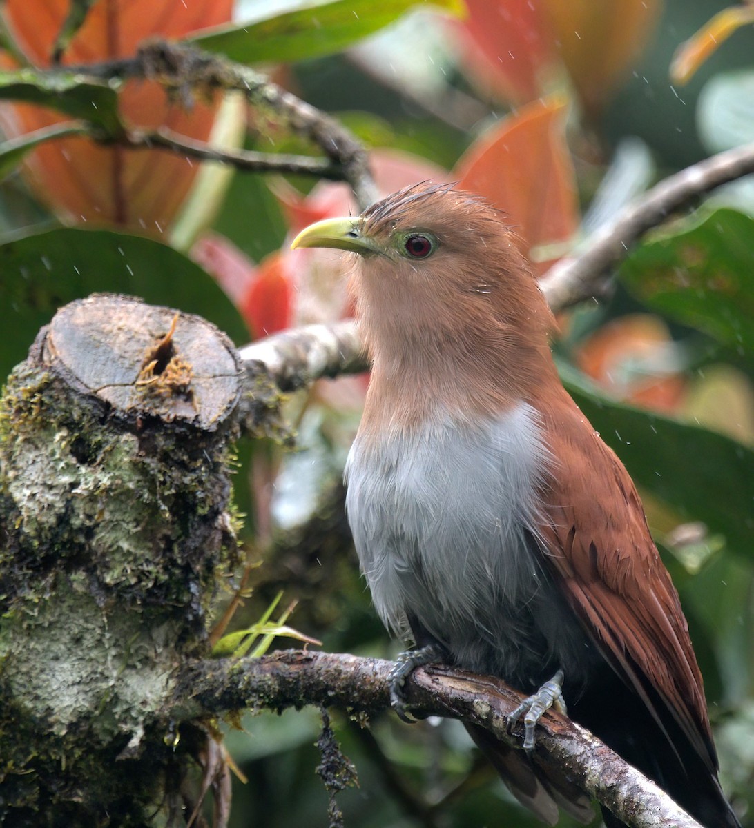 Squirrel Cuckoo - ML627603281