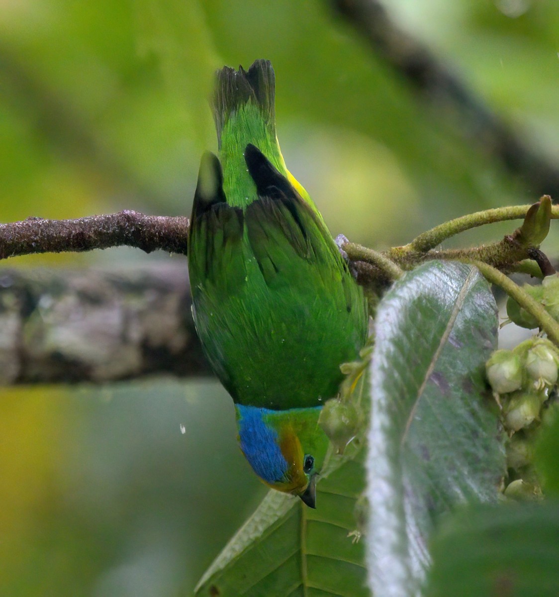 Golden-browed Chlorophonia - ML627603308