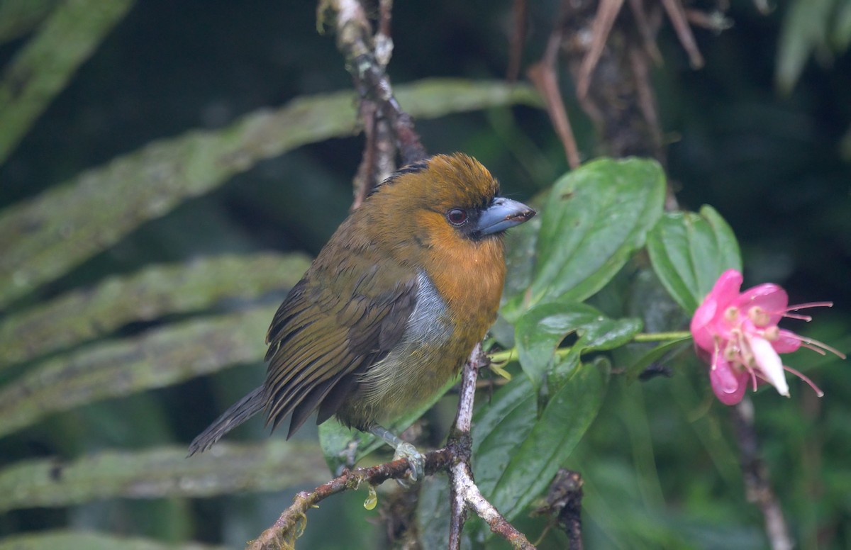 Prong-billed Barbet - ML627603319