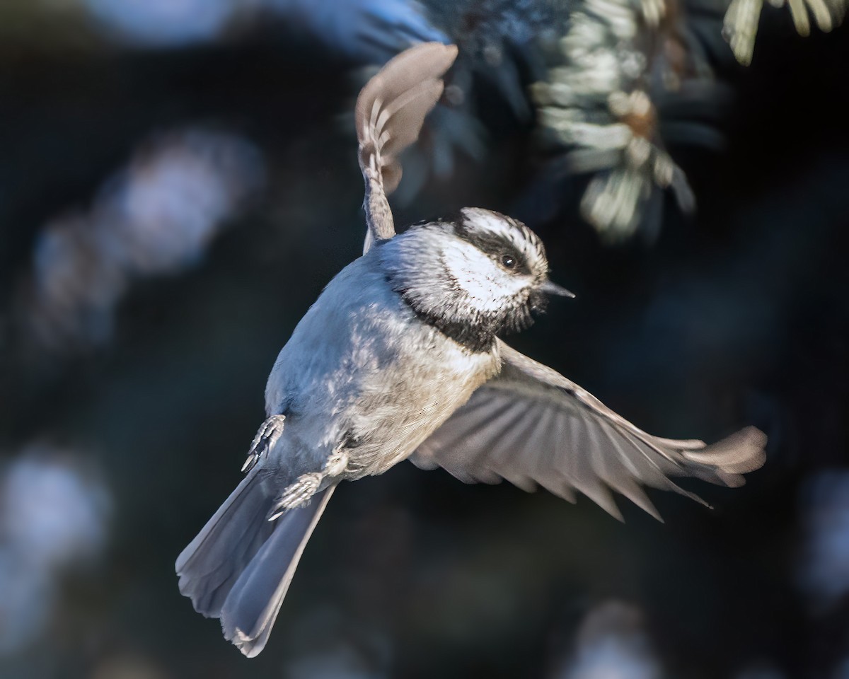 Mountain Chickadee - ML627603323
