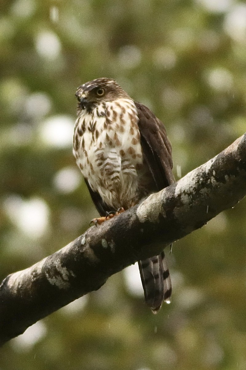 Crested Goshawk - ML627603391