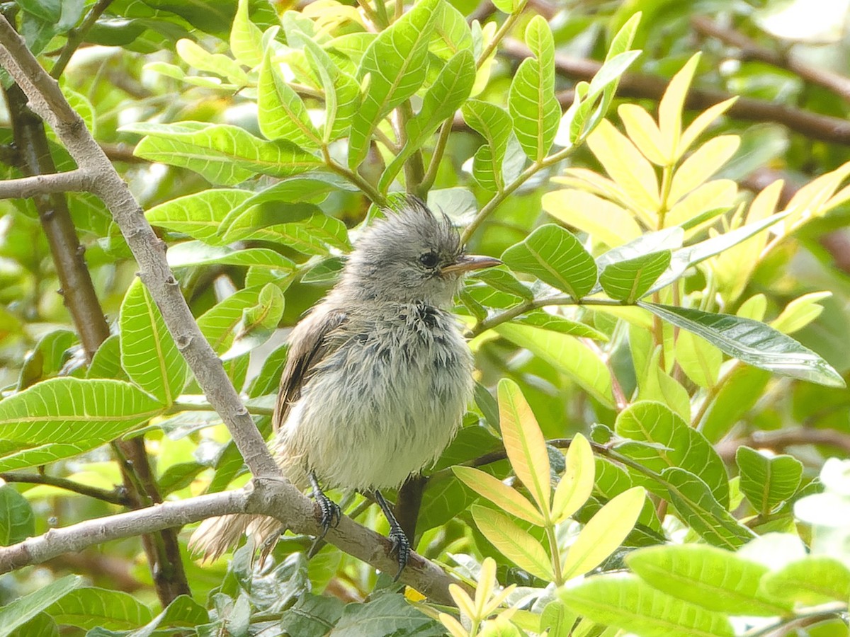 Southern Beardless-Tyrannulet - ML627603446