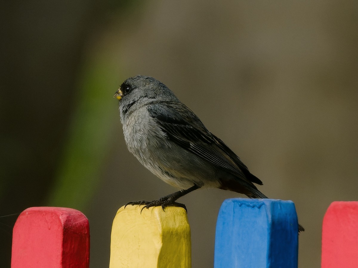 Band-tailed Seedeater - ML627603458