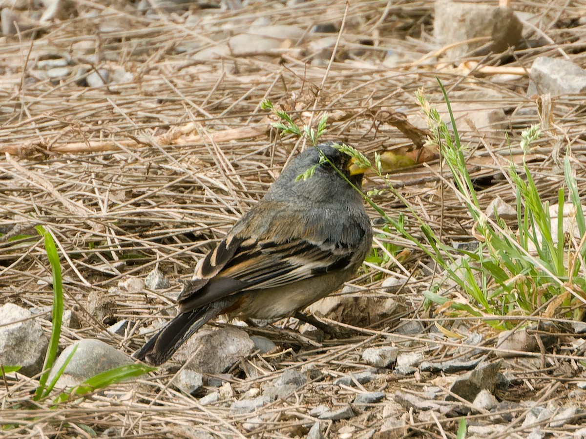 Band-tailed Seedeater - ML627603459