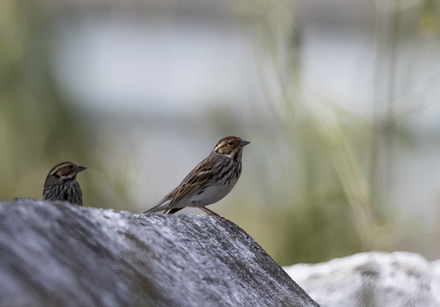 Little Bunting - ML627603546