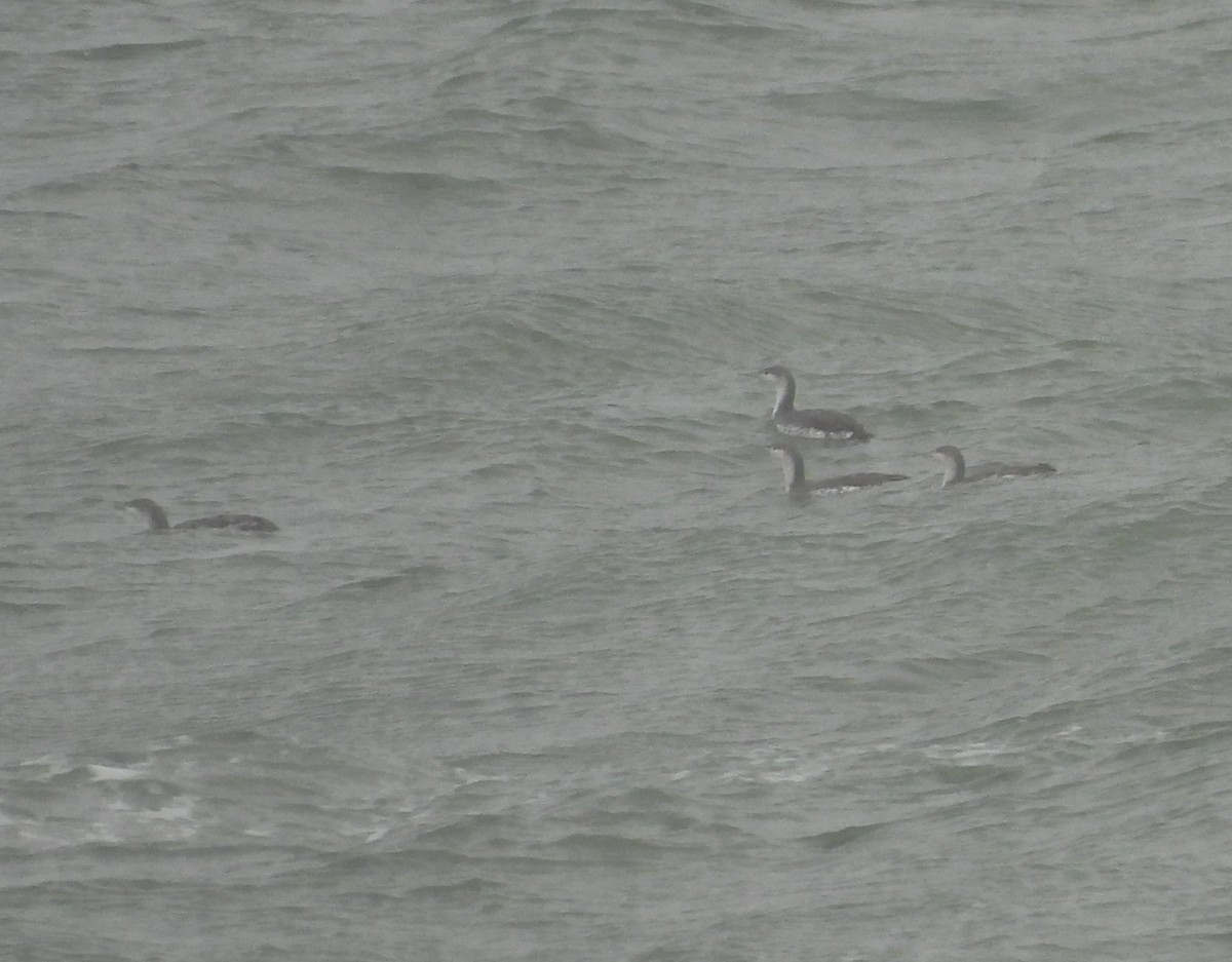 Sterntaucher - ML627603621