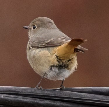 Blue-fronted Redstart - ML627603631