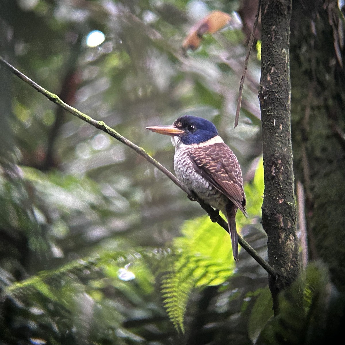 Scaly-breasted Kingfisher - ML627603662