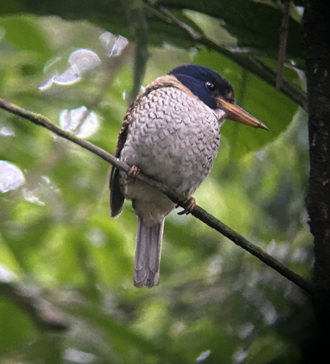 Scaly-breasted Kingfisher - ML627603663