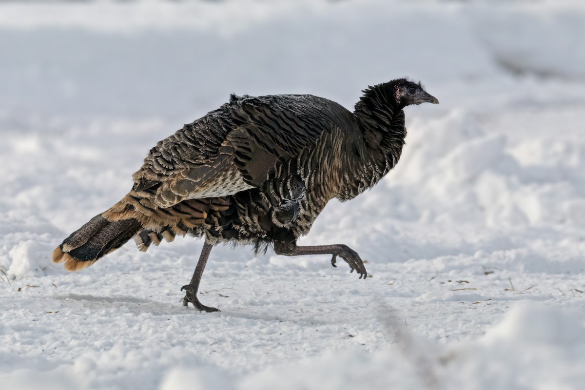 Wild Turkey - ML627603710