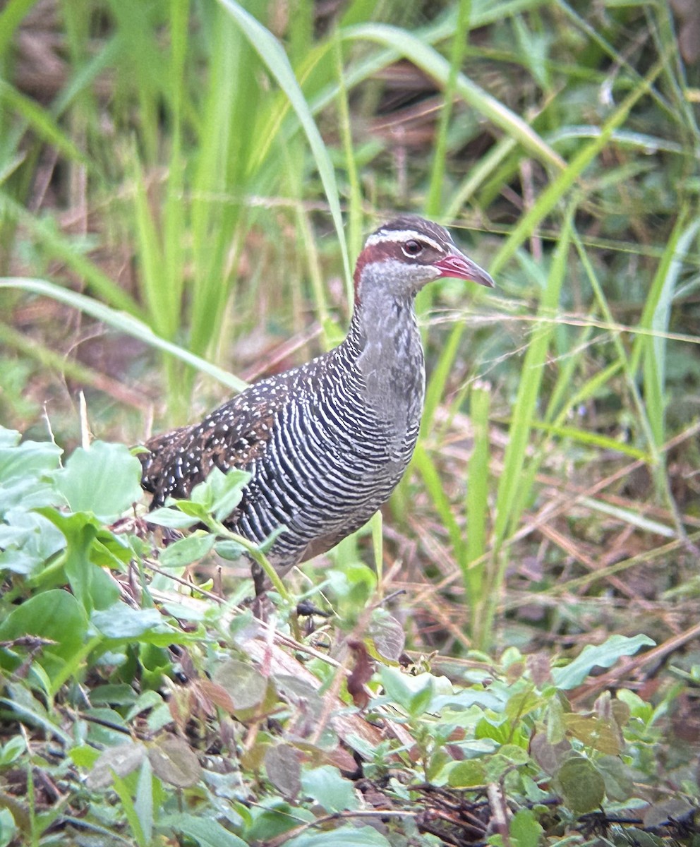Buff-banded Rail - ML627603713