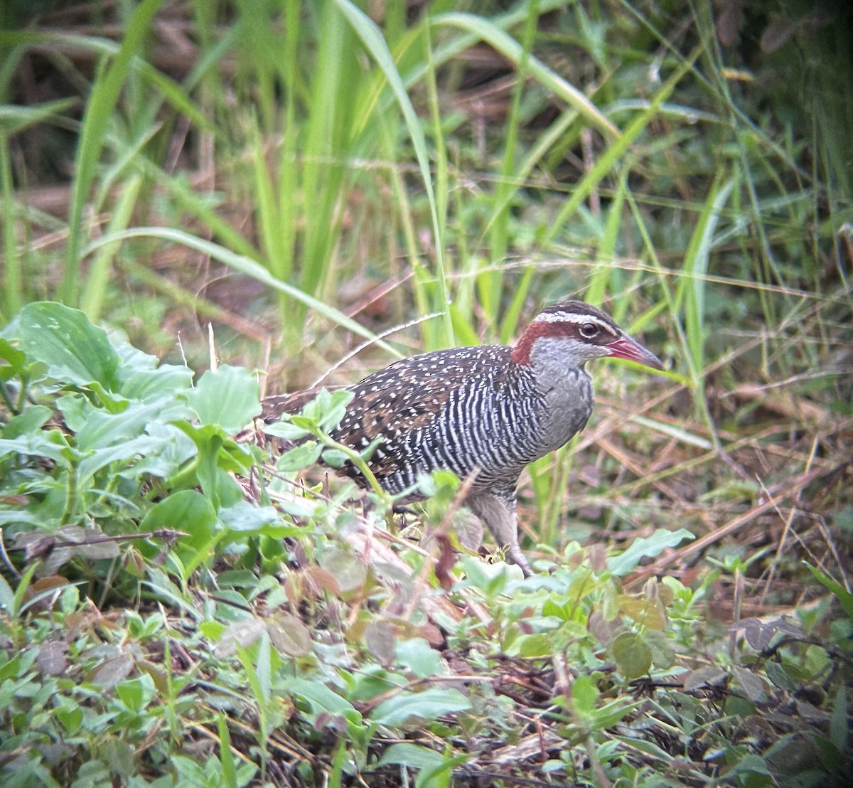 Buff-banded Rail - ML627603714