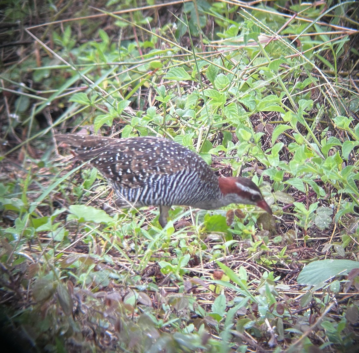 Buff-banded Rail - ML627603715