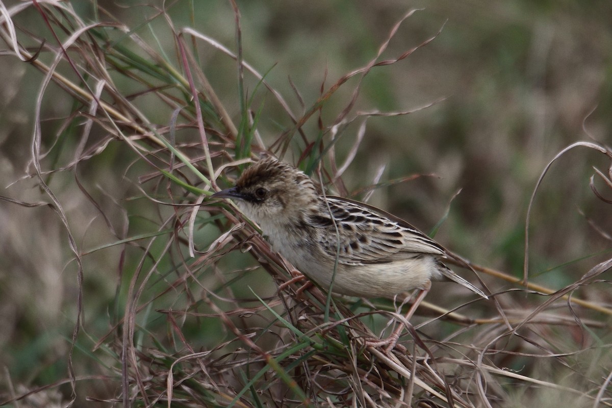 Pectoral-patch Cisticola - ML627603717